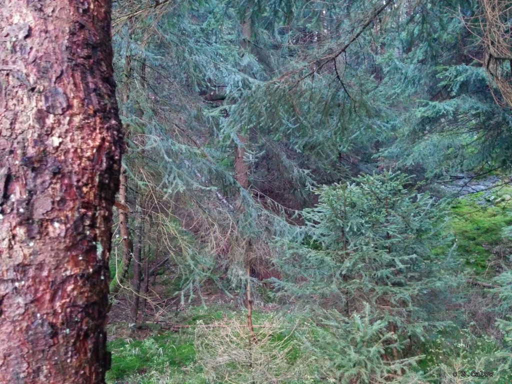 Thüringer Wald am Rennsteig