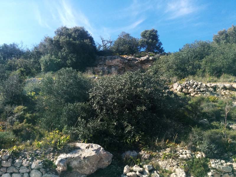 Malta_Vegetation