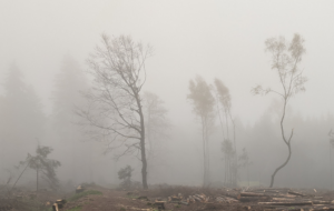 Nebel mit wenigen verbliebenen Bäumen